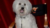 Pudsey