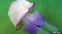 Barrel jellyfish
