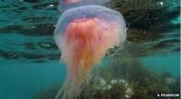 Blue Jellyfish