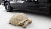 Alhambra Police Department patrol car and the giant tortoise