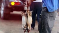 A Ghanaian vendor offers his catch known as ''bushmeat'' on route between Kumasi and Accra on 8 February 2008