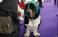 Basset Hound