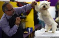 West Highland White Terrier