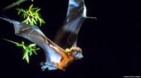 Fruit bat
