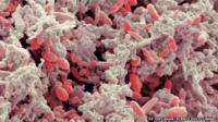 bacteria in human faeces