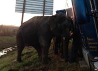 Elephants being corralled to prevent the truck from leaning further
