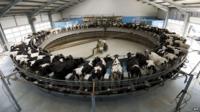 Diary cows being milked