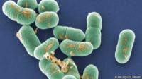 Listeria Monocytogenes bacteria