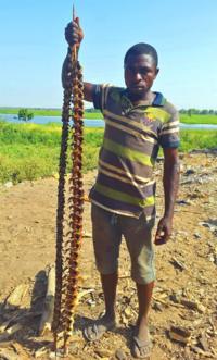 Philip Paul holding a skewer of frogs