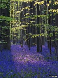 Bluebells