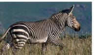 The threatened mountain zebra