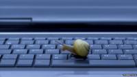 Snail on computer
