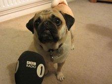 Mylo the Pug