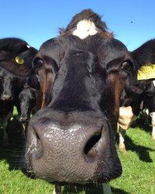 Close up of a dairy cow