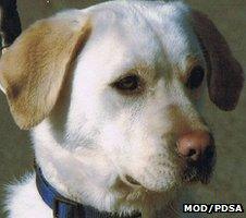 Sasha the dog