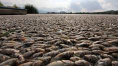 Thousands of dead popoche chub fish in Lake Cajititlan (18/08/2015)