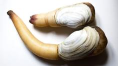 Geoduck