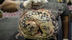 Indonesian police display one of the 657 dead and frozen pangolins in Surabaya, East Java, on August 25, 2016