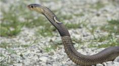 Monocled or Asian cobra (Naja kaouthia) hooding