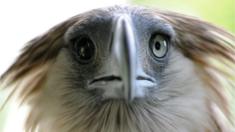 Gerlie, a Philippine eagle, is seen in a government wildlife centre in Manila on 6 June 2014, as the government celebrates the 16th Philippine Eagle Week from June 4-10.