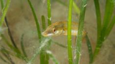 Seagrass is found in shallow water around the coast of the UK