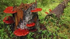 Ganoderma lucidum