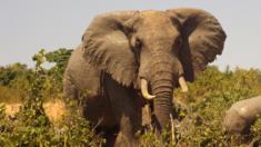 An elephant at Mwaluganje Elephant Sanctuary