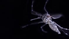 mosquito