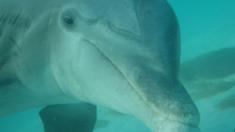 Picture of bottlenose dolphin Jojo