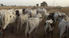 Cattle near Kano, Nigeria. Feb 2006