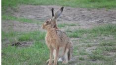 Hare