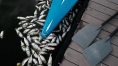 Members of a local rowing club practice among floating dead fish at the Rodrigo de Freitas Lagoon on 16 April 2015