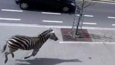 Zebras are pictured in Belgium after escaping from a local ranch