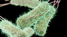 Typhoid bacteria