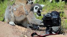 lemurs looking at a camera