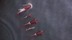 family of killer whales from above