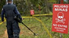 A Colombian soldier searches for land mines, laid by Guerrillas fighters, as part of the humanitarian demining, in Campo Alegre, Cocorna municipality, East of Antioquia department, Colombia on April 16, 2015.