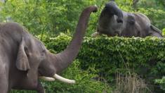 Elephants at a zoo in Leipzig (May 2015)