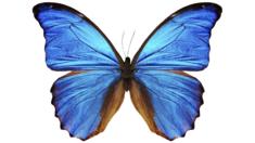 Blue morpho butterfly