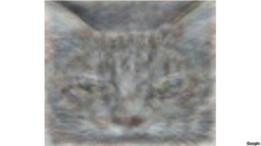 Imagen de un gato