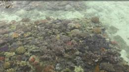 Terumbu karang
