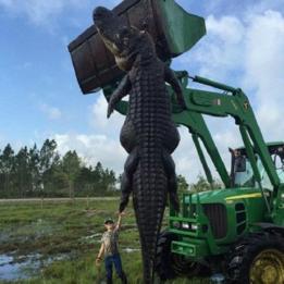 Alligator