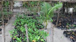 Mangrove