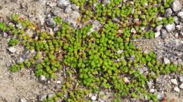Planta Deltoid Spurge