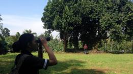 Burung