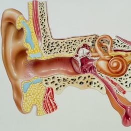 Anatomía del oído