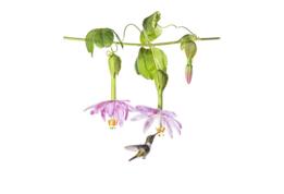 Deliciosa delicadeza por Cristobal Serrano, España