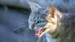 Gato
