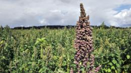 Planta de quinua en el campo.