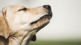 Perro